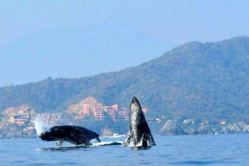 Ballenas en Zihuatanejo