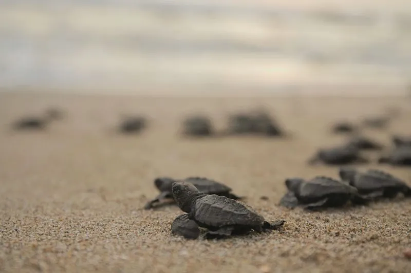 Campamento de tortugas Majahua