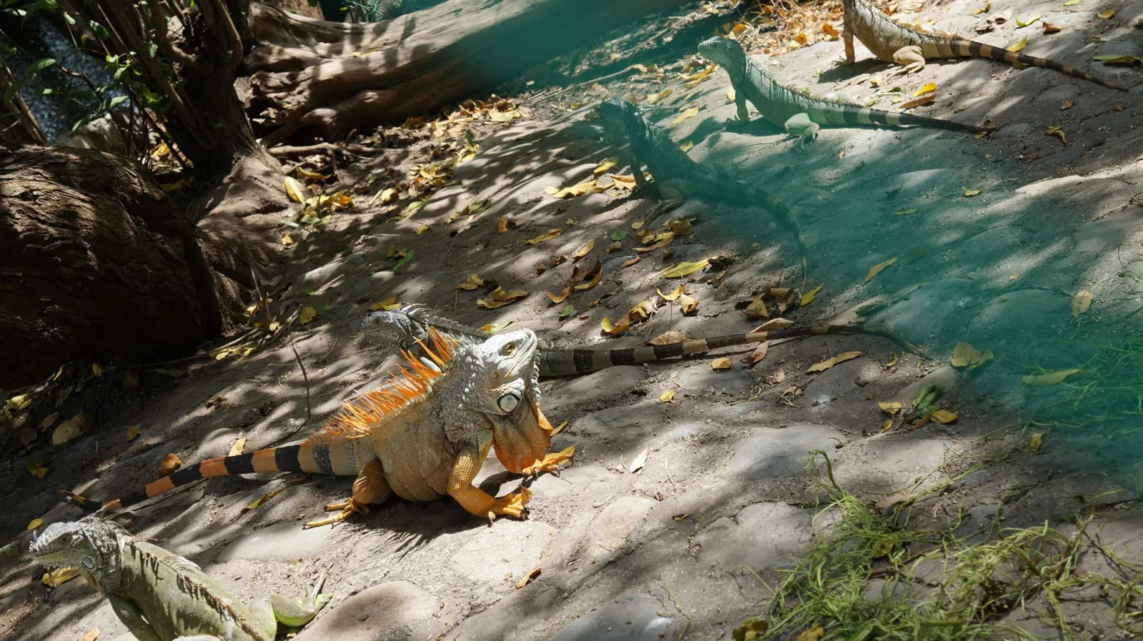 Cocodrilario en Playa Linda Ixtapa