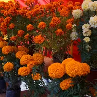Eventdiademuertos