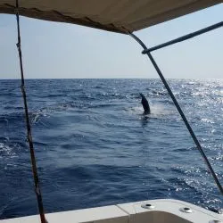 Pesca deportiva en Ixtapa Zihuatanejo Mexico