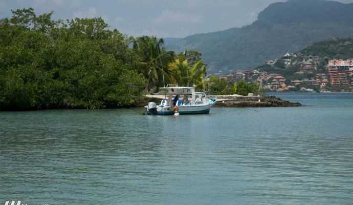 Las Gatas Zancas De Zihuatanejo