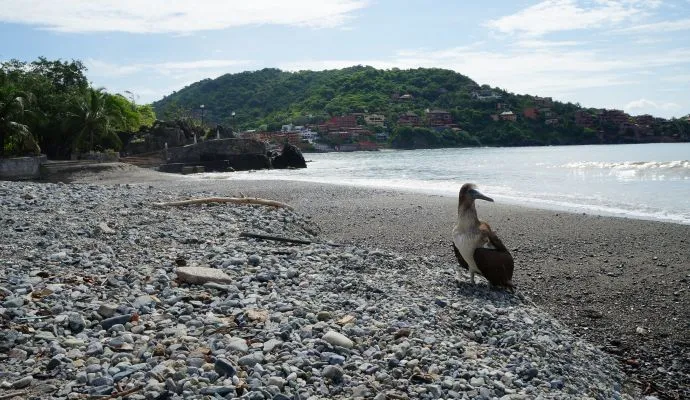 Vida En Playa Principal Zihuatanejo