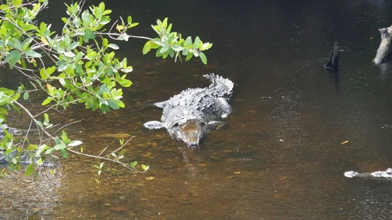 Tamakú y el Cocodrilo