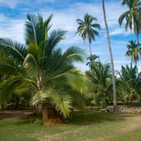   Museo De Coco