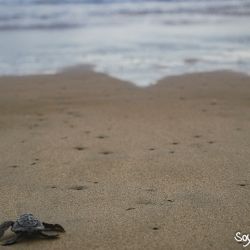 Campamento Tortuguero Ayotlcalli