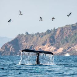 Ballenas en Zihuatanejo