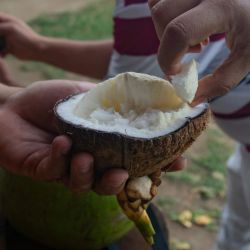 Lo que no sabías sobre el valor nutricional del coco