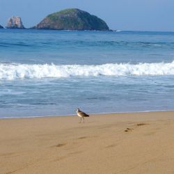 Playa La Escollera Ave Paseando Playa Las Escolleras Ixtapa Zihuatanejo 