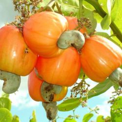 Cinco frutos exóticos de la Costa Grande de Guerrero