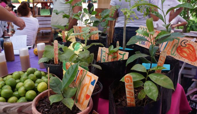 Frut Ecotianguis 
