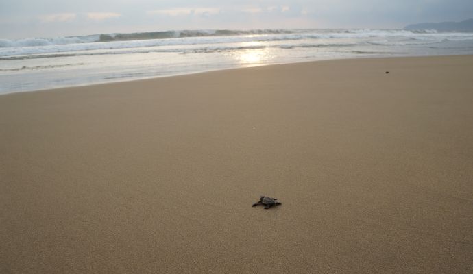 Liberacion Playablanca 