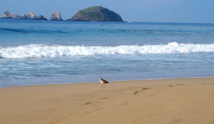 Ave Paseando Playa Las Escolleras Ixtapa Zihuatanejo 