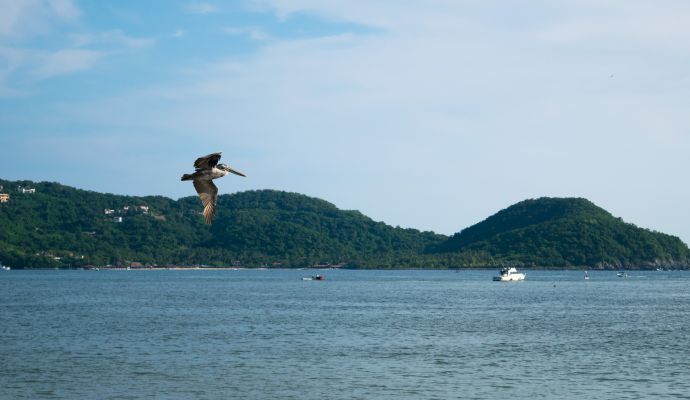 Pelicano Bahia Playa Principal Zihuatanejo 