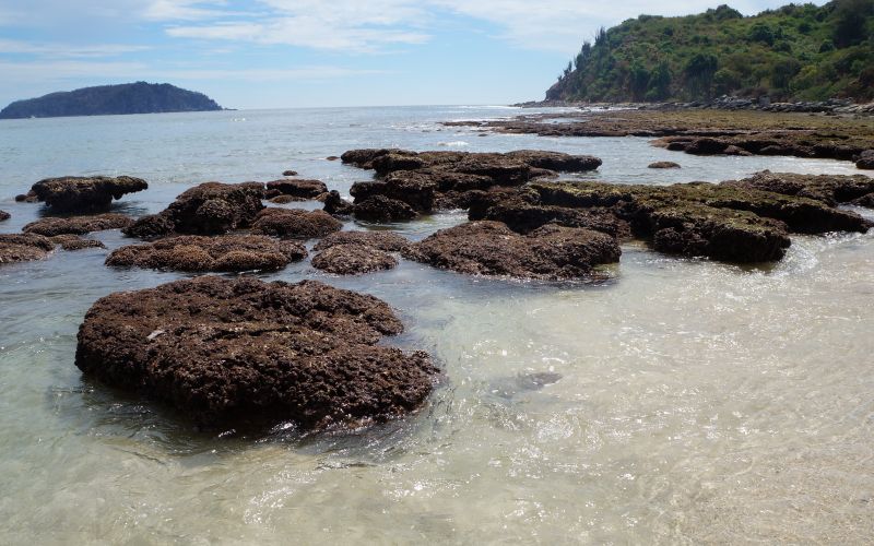 Coral En La Isla De Ixtapa 