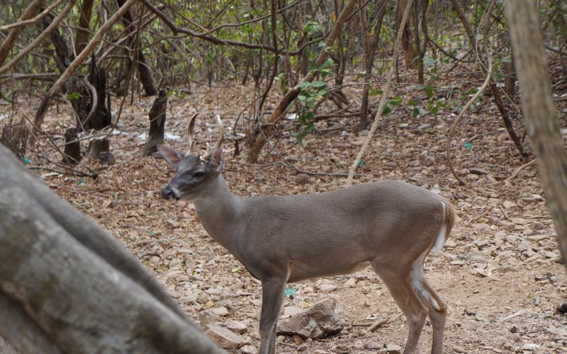 Venado En Habitat Natural Isla Ixtapa Zihuatanejo 