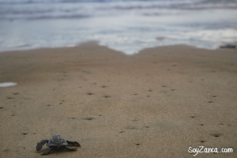 Actividades Ixtapa Zihuatanejo Tortuga Zihuatanejo 