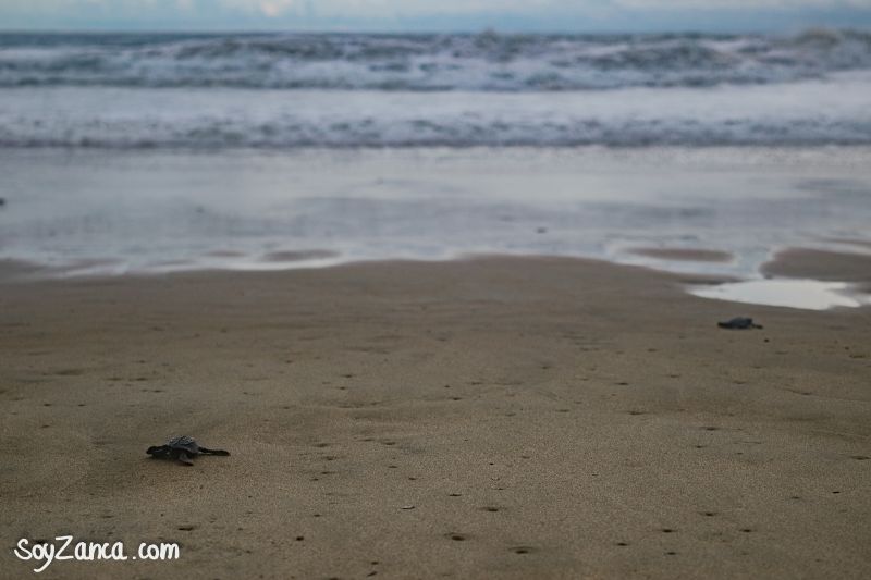 Tortuga en Zihuatanejo